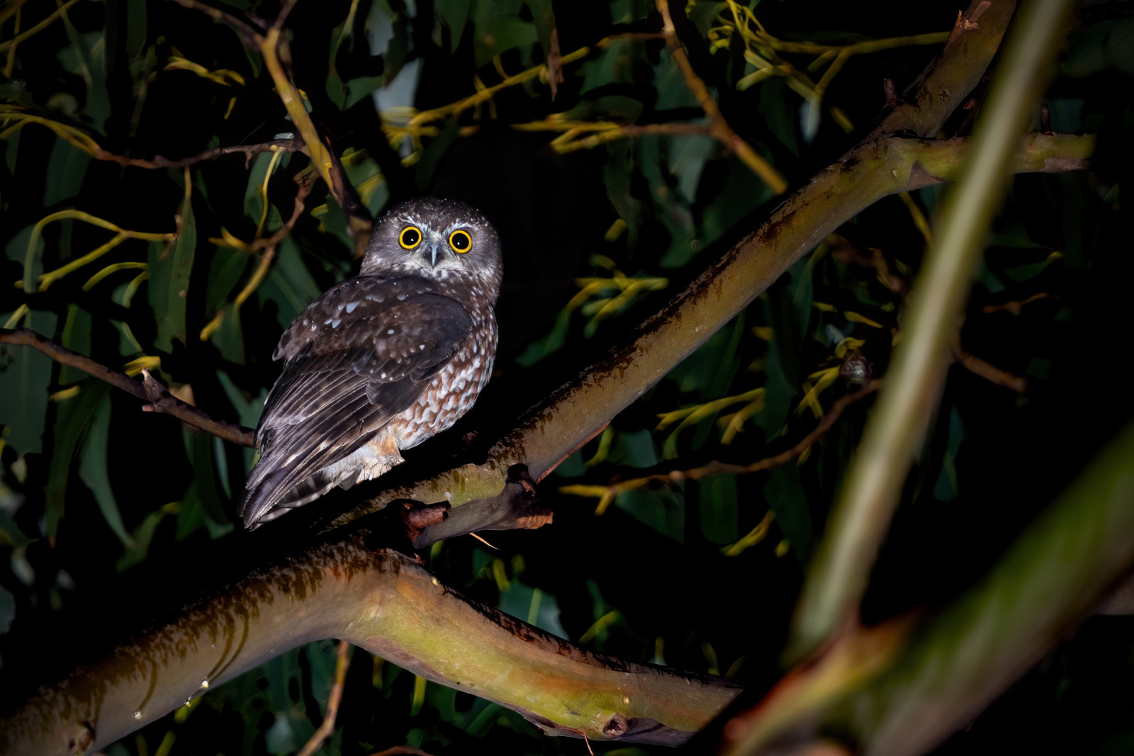 image Tasmanian Boobook